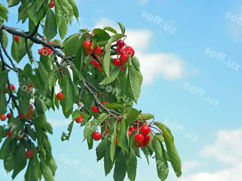 Pastki burchakdan ko'rinish gilamlar o'sib turgan daraxt osoyoda | Low angle view cherries growing tree against sky