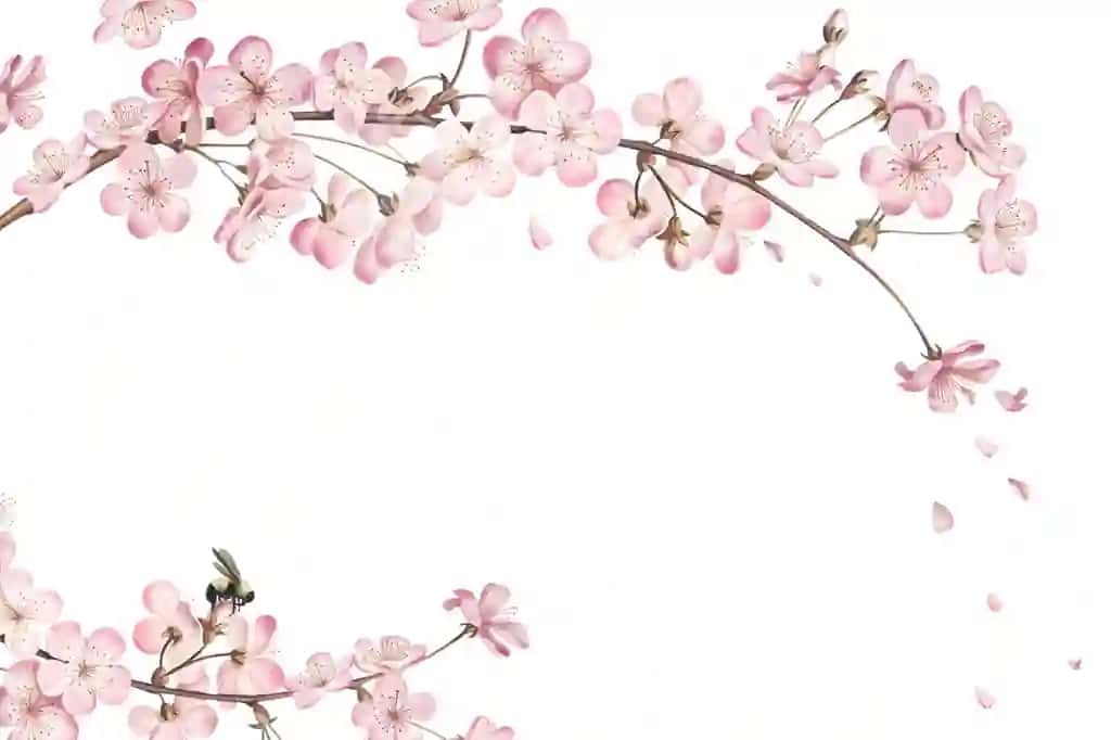 Pushti gilos guli gul shoxchasi chegara ramkasi shaffof fon | Pink cherry blossom flower branch border frame transparent background