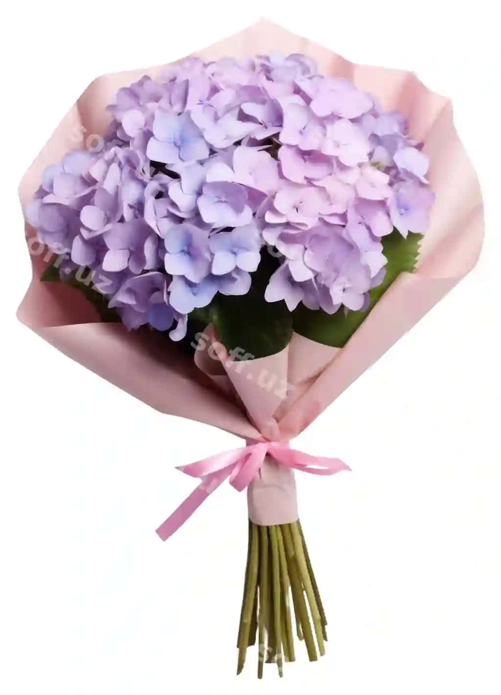 PNG guldastasi gulbargli o'simlik qog'ozi | Png flower bouquet petal plant paper