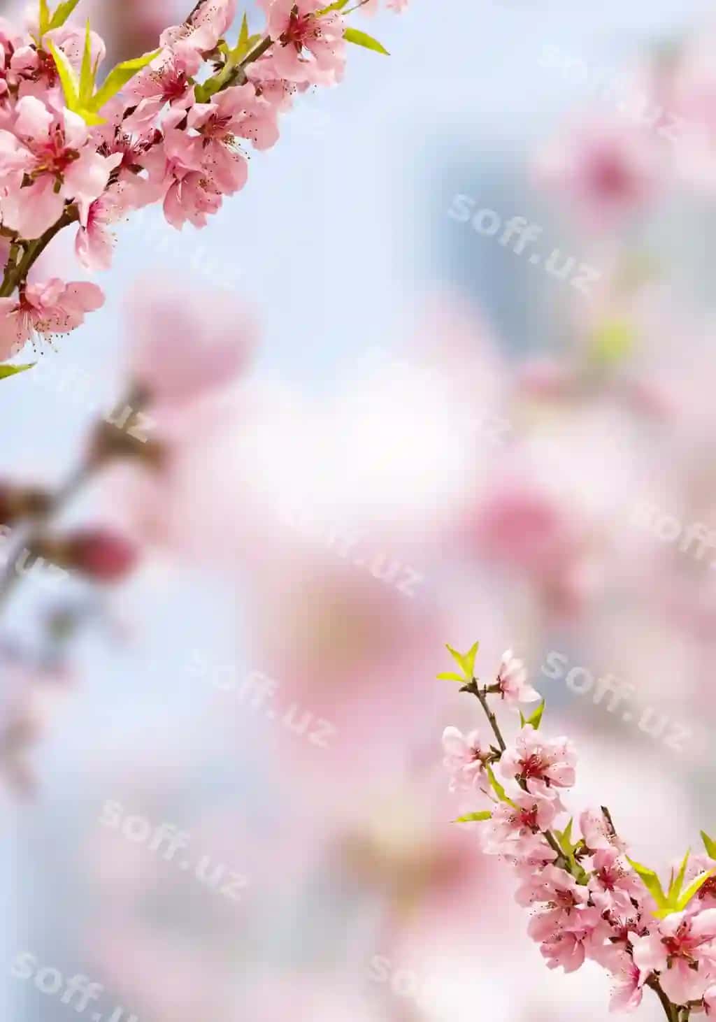Bahor gul olchasi | Spring blooming cherry