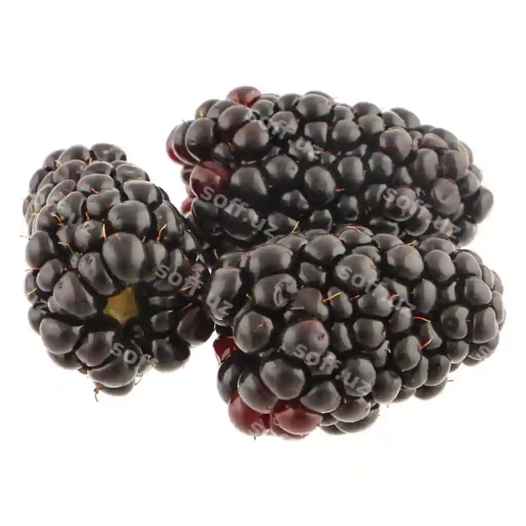 Blackberry oq orqa fon | Blackberry white background