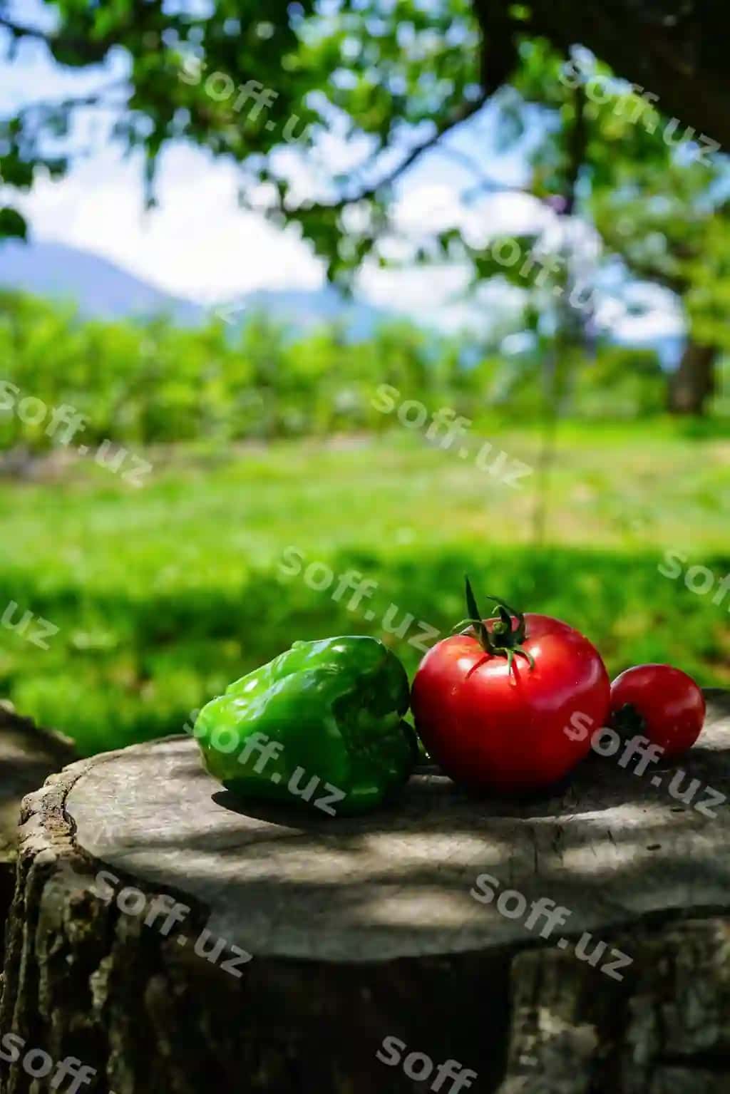 Yaqin sabzi daraxti | Close up vegetable tree
