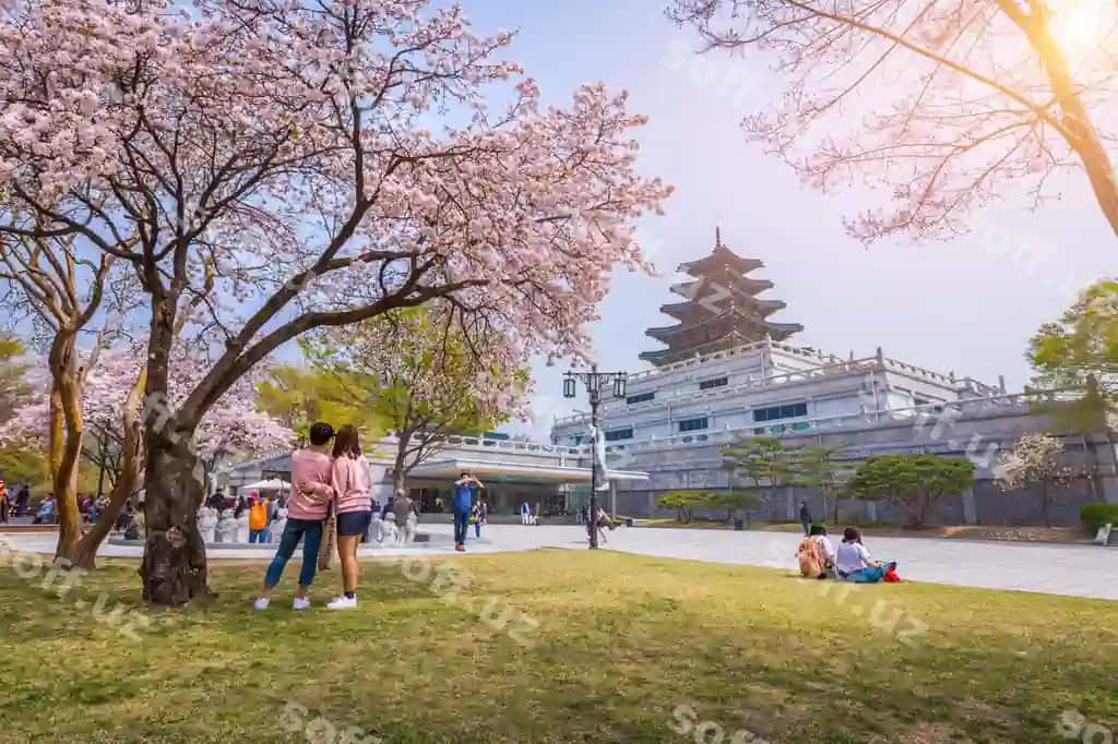 10-aprel 2016-yil, Seoul, Janubiy Koreyada. Gyeongbokgung saroyi olchonaki mevalari bilan kuzrangi sayohat Koreyada. | Seoul april 10 2016 gyeongbokgung palace with cherry blossom spring travel korea april 10 2016 seoul south korea