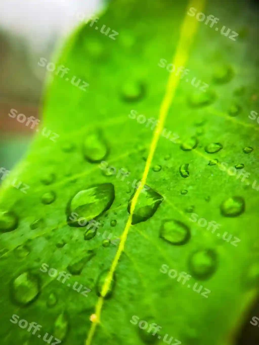 Yumshoq barg | Wet leaf