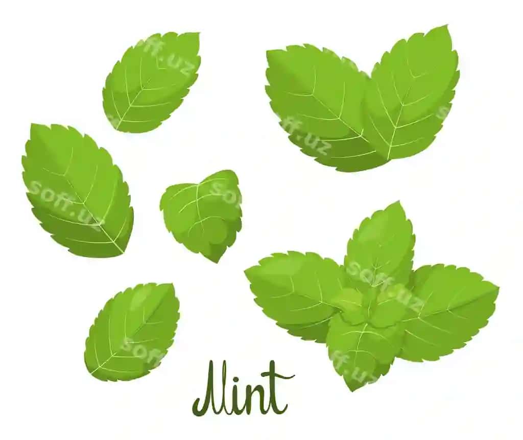 Yalpiz barglari oq fonda o'tlar vektor tasvirini o'rnating | Set mint leaves white background herbs vector illustration