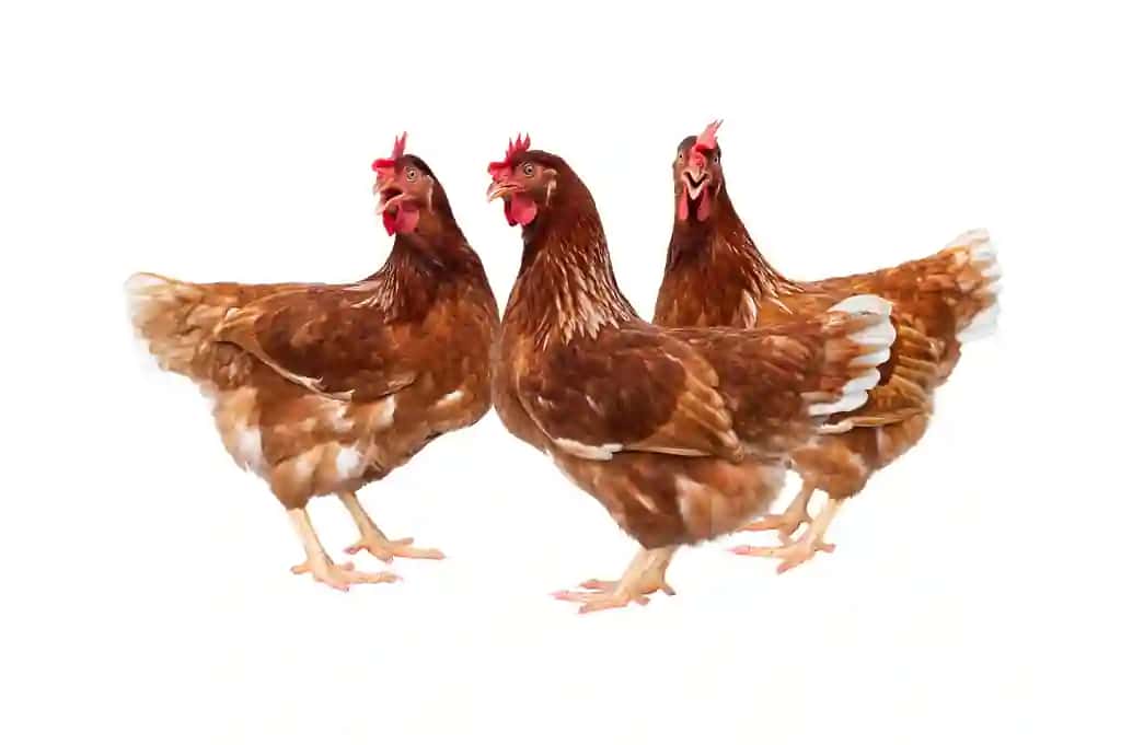 Tovuqni oq fonga yoping | Close up hen against white background
