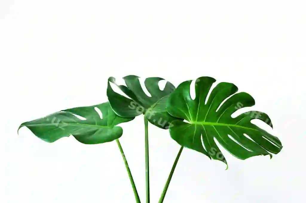 Chiroyli monstera varaq ajraltirilgan oq fonda | Beautiful monstera leaf isolated white background