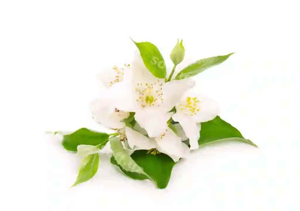 Yasmin gullari oq ajraltirilgan | Jasmine flowers isolated white