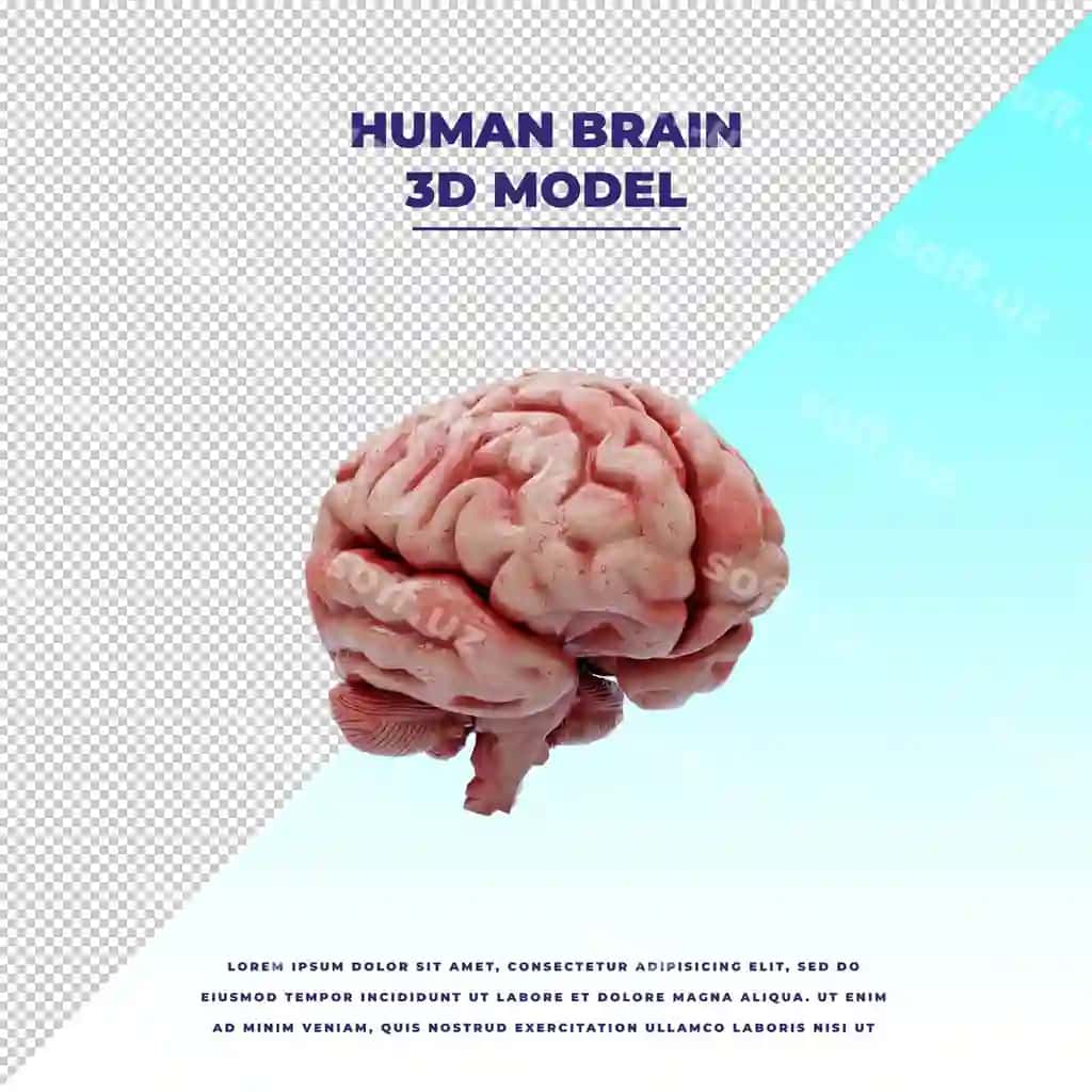 Inson bosh | Human brain