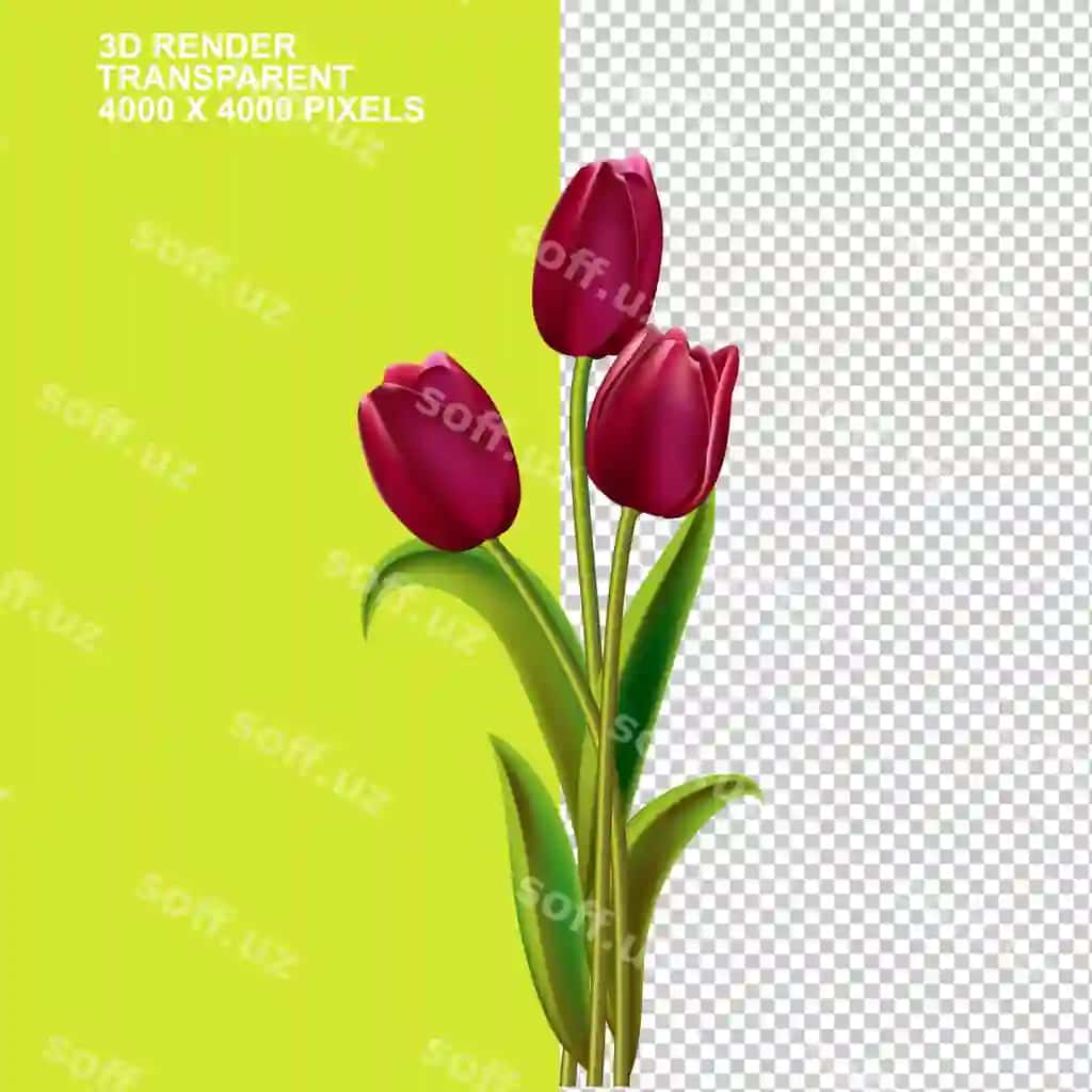 20 xc yozilgan lola rasmga ega plyakat | Poster with picture tulip that says 20 xc