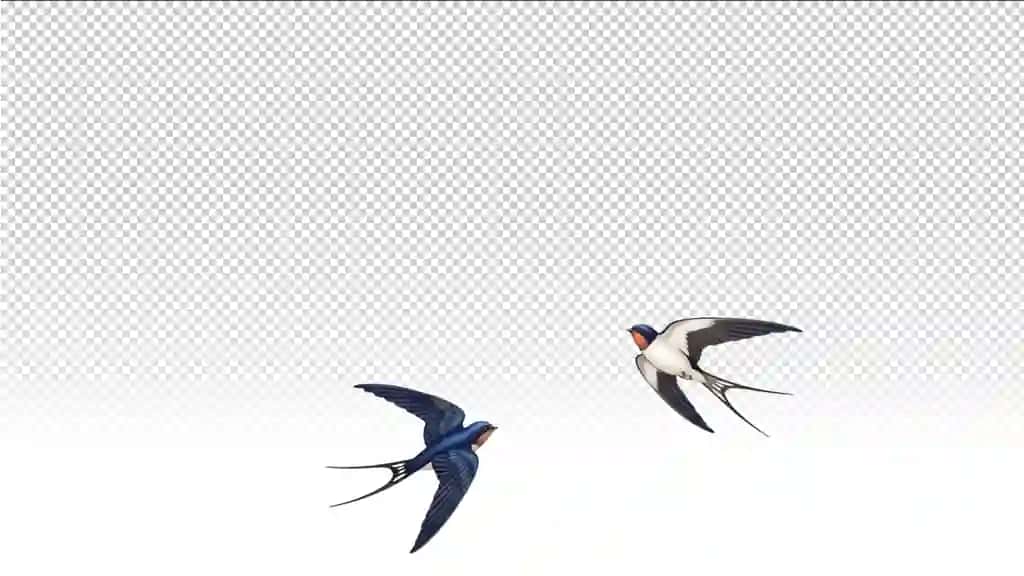 Swift aerial elegance alfa | Swift aerial elegance alpha