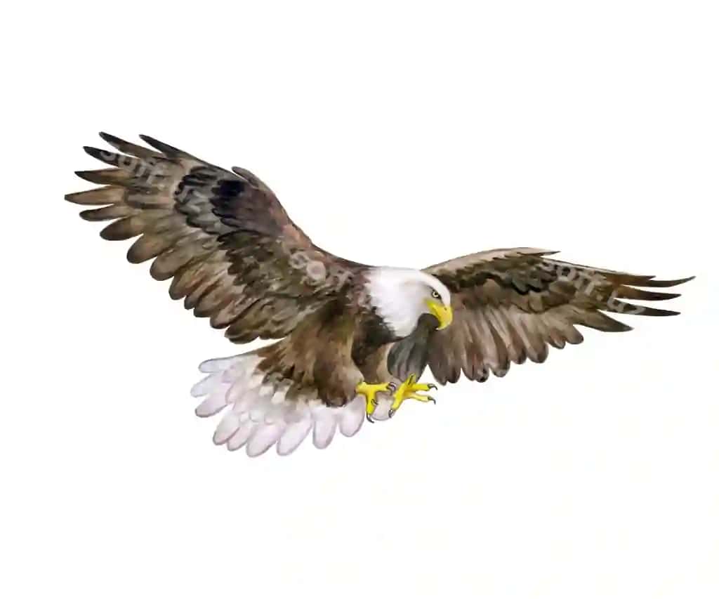 Oq boshli burgut akvarel kal burgut qushi | White head eagle watercolor bald eagle bird