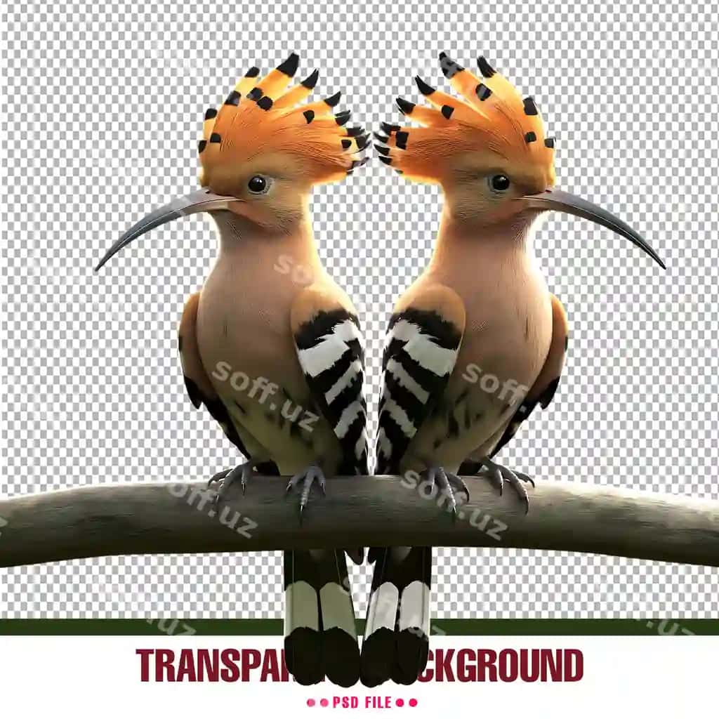 Shaffof fonga ega go'zal halqa qushi png | Beautiful hoopoe bird png with transparent background