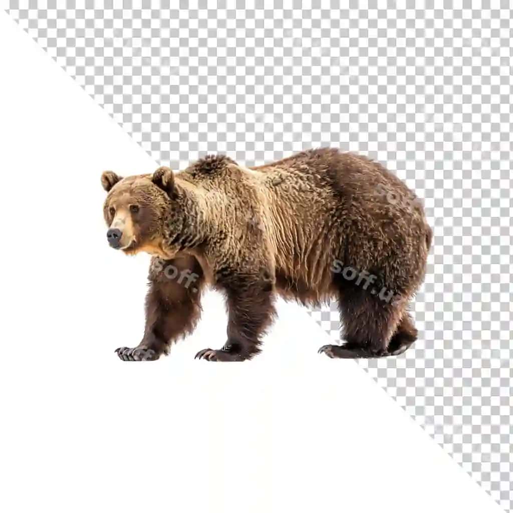 Ayiq shaffof orqa fonda ajraltirilgan | Bear isolated transparent background