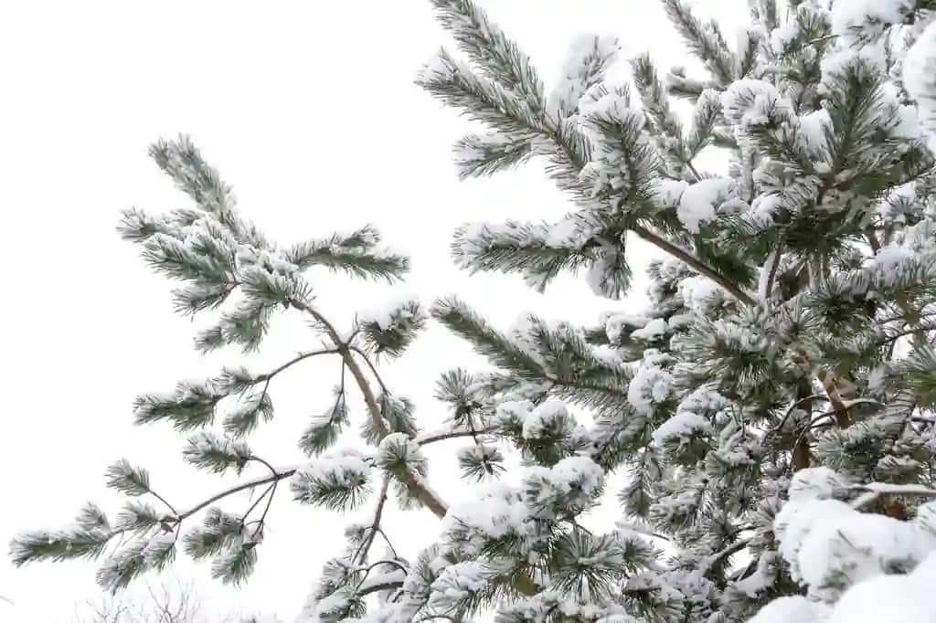 Doim yashil daraxt dallari qish yaxlit | Evergreen tree branches winter close up