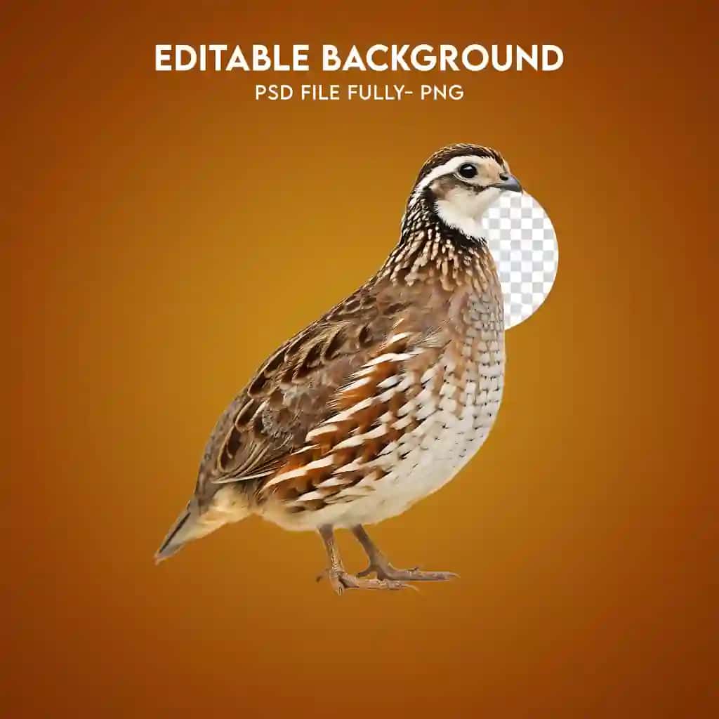 To‘q sariq fonda turgan haqiqiy oq bedana | Realistic bobwhite quail standing orange background
