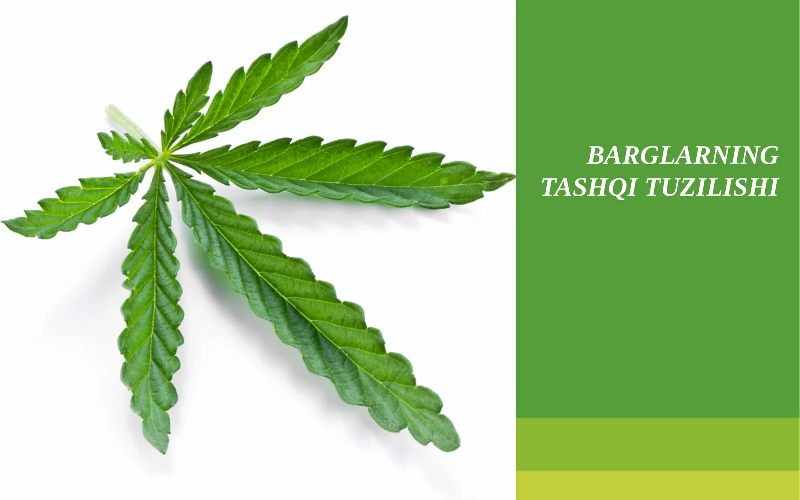 BARGLARNING TASHQI TUZILISHI