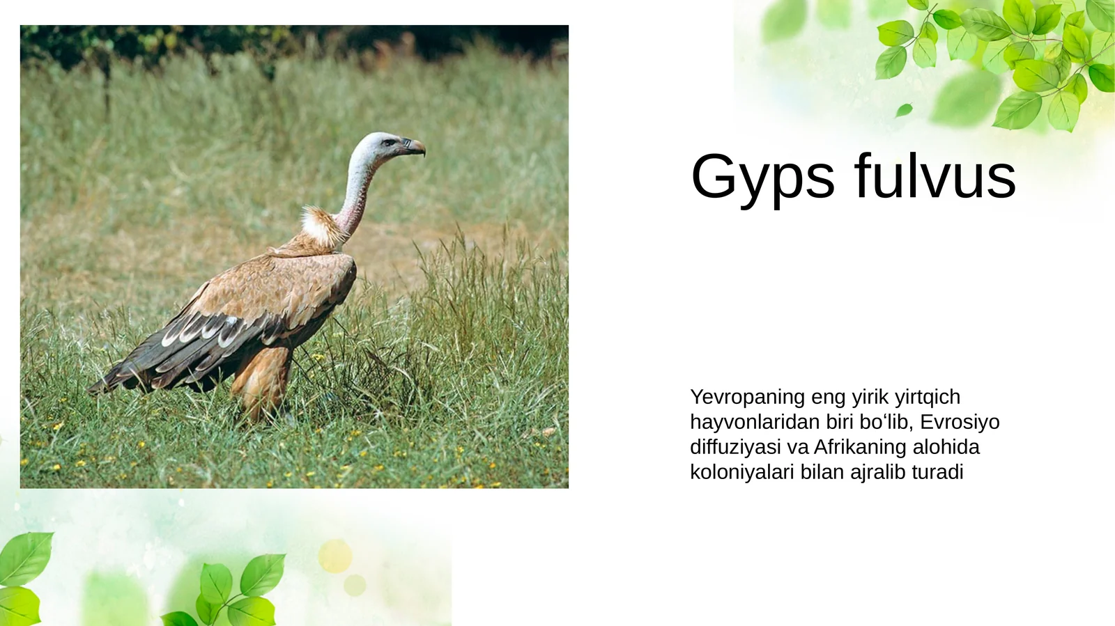 Gypsfulvus