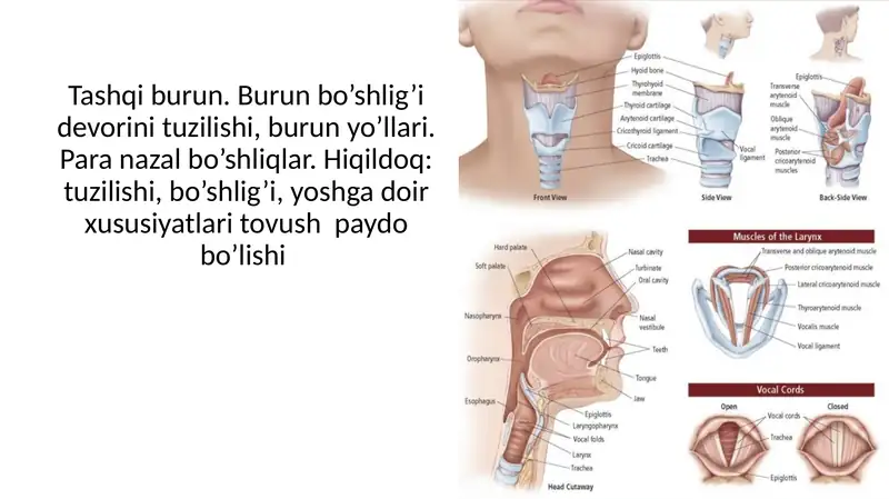 Tashqi burun. Burun bo’shlig’i devorini tuzilishi, burun yo’llari. Para nazal bo’shliqlar. Hiqildoq: tuzilishi, bo’shlig’i, yoshga doir xususiyatlari tovush paydo bo’lishi