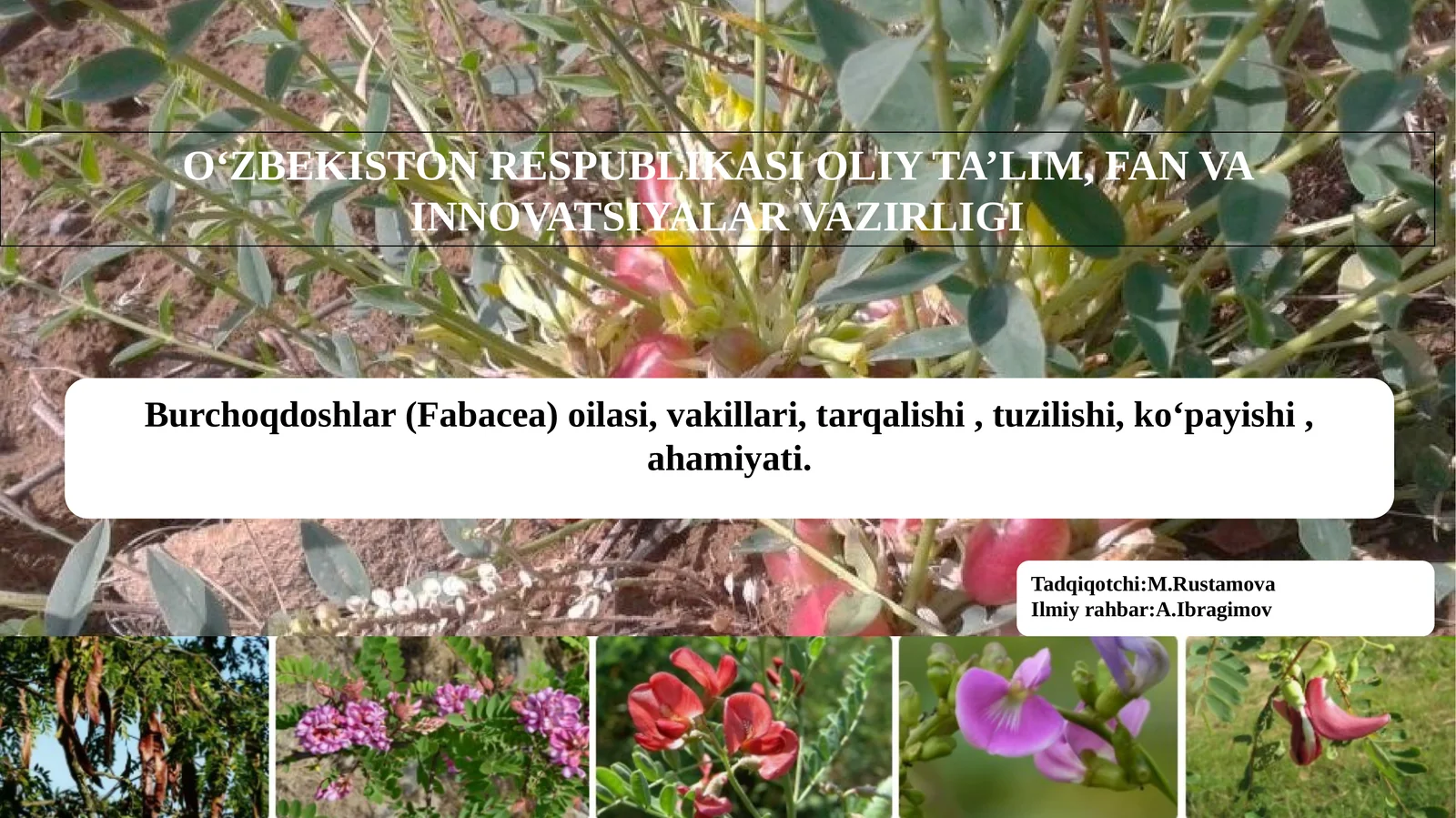 Burchoqdoshlar (Fabacea) oilasi, vakillari ,tarqalishi ,tuzilishi,koʻpayishi, ahamiyati