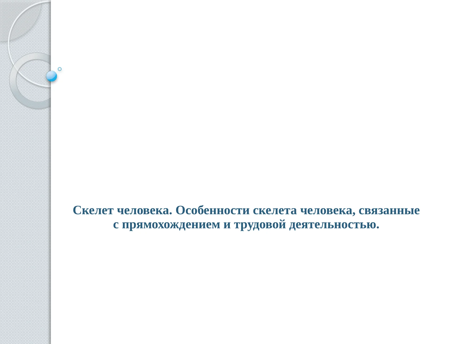 Скелет человека
