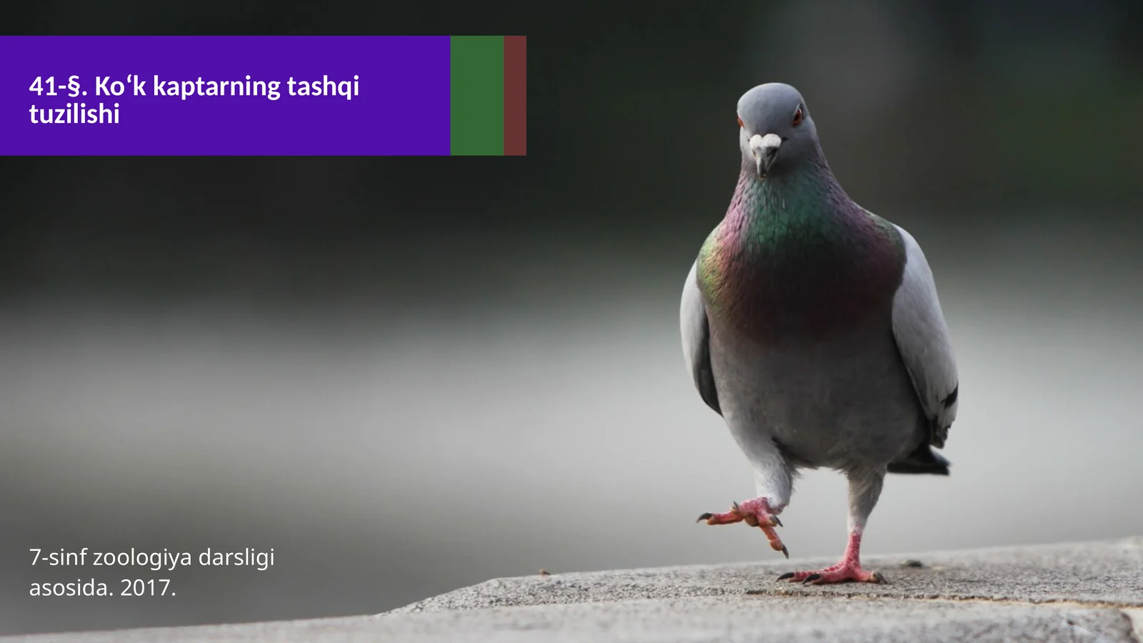 7-sinf Zoologiya 'Ko'k kaptarning tashqi tuzilishi' ko'rgazma