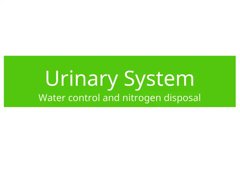Urinary System