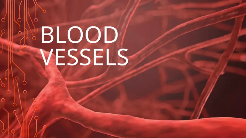BLOOD VESSELS