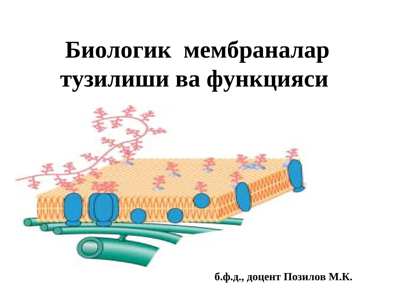 Биологик мембраналартузилиши ва функцияси