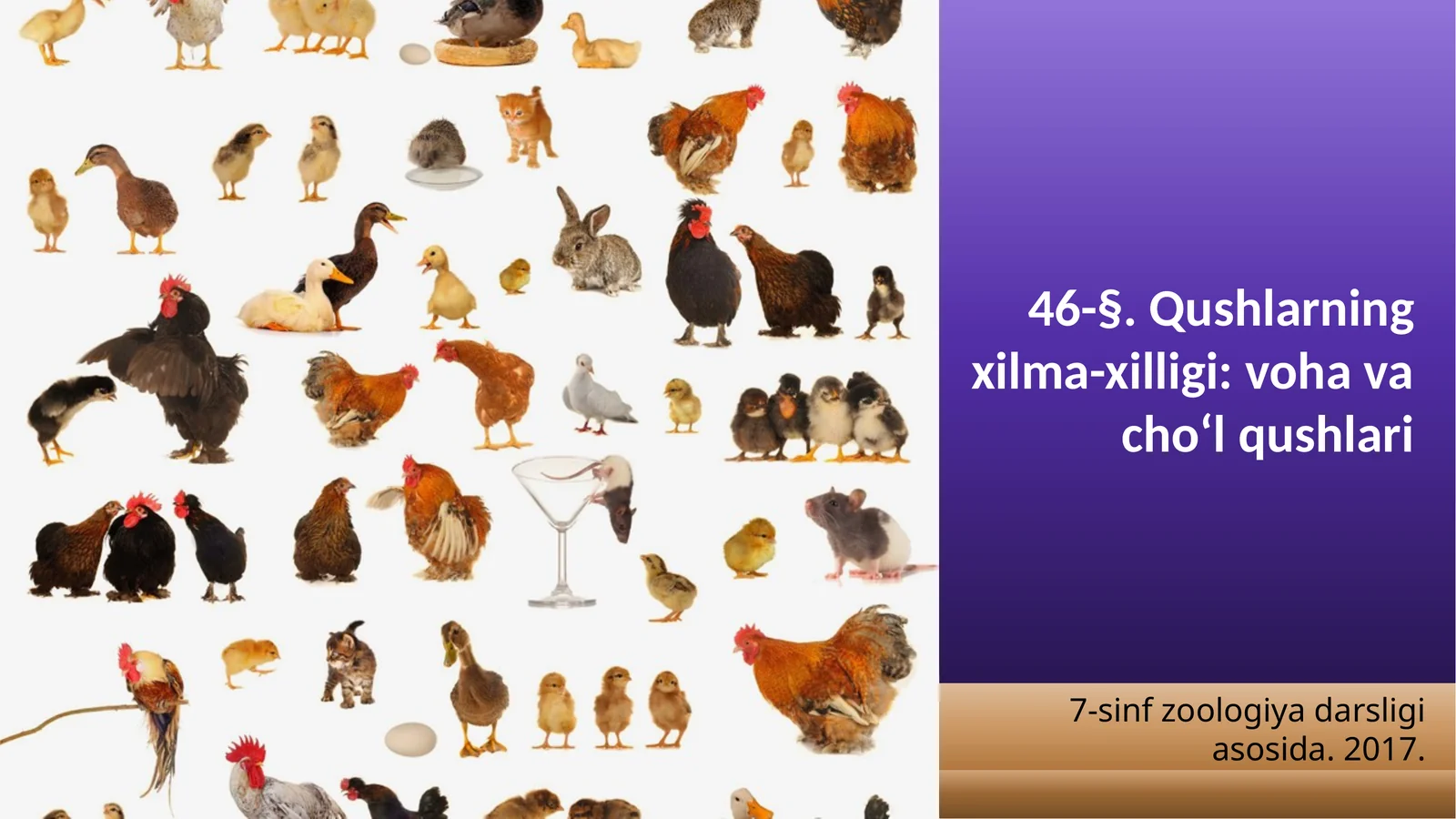 7-sinf Zoologiya 'Qushlarning xilma-xilligi voha va cho'l qushlari' ko'rgazma