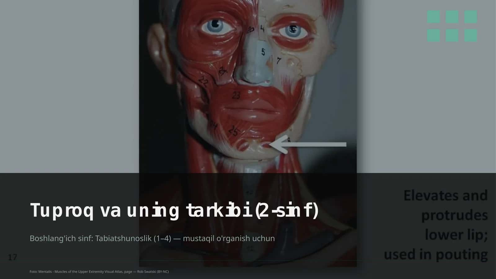 Mentalis - Muscles of the Upper Extremity Visual Atlas