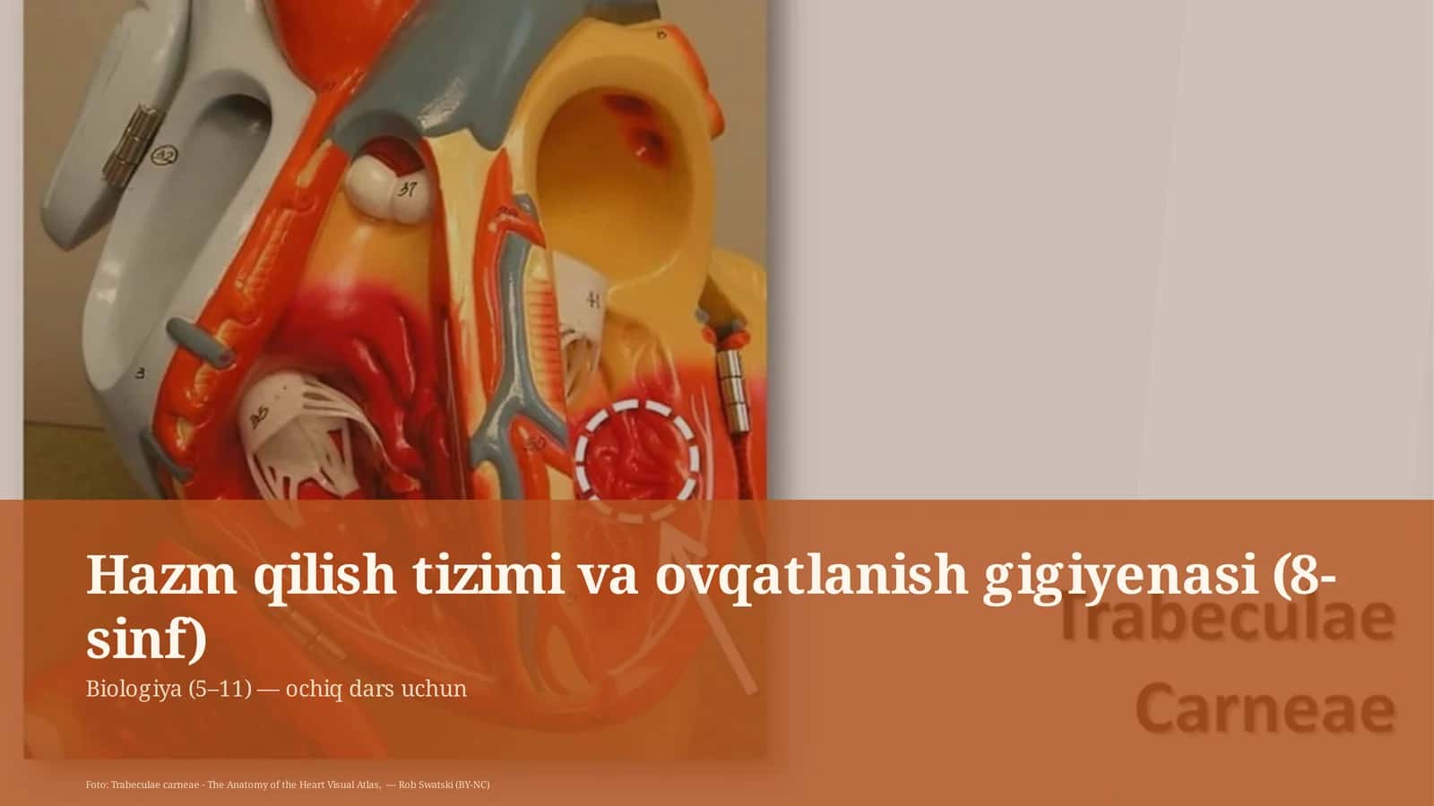 Hazm qilish tizimi va ovqatlanish gigiyenasi (8-sinf)