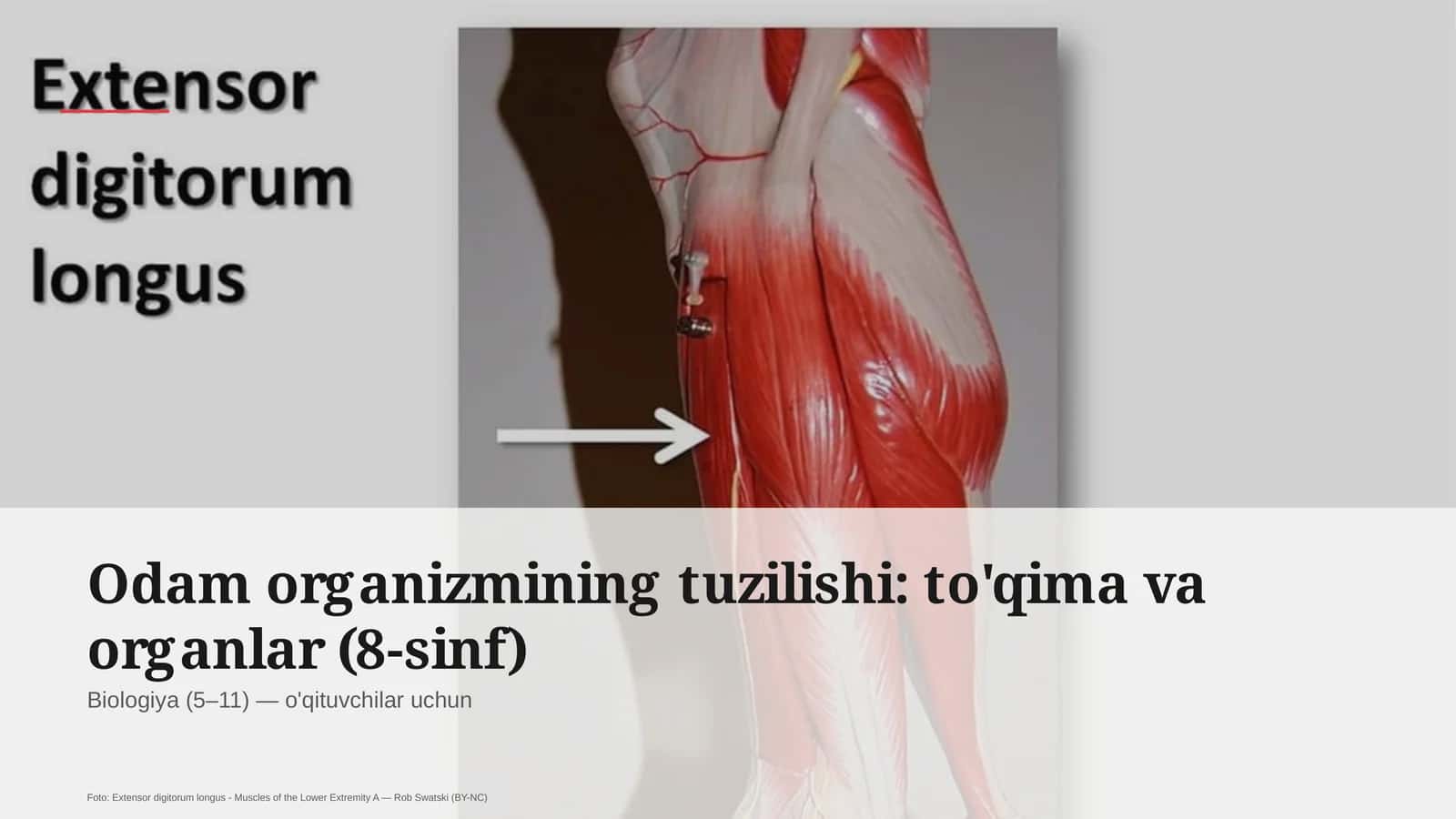 Odam organizmining tuzilishi: to'qima va organlar (8-sinf)