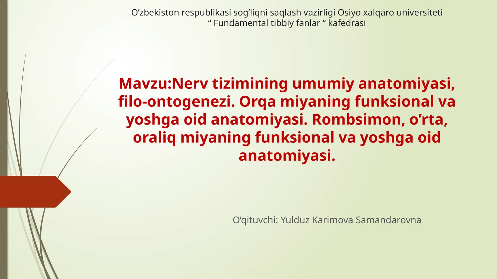 Nerv tizimining umumiy anatomiyasi, filo-ontogenezi. Orqa miyaning funksional va yoshga oid anatomiyasi. Rombsimon, o’rta, oraliq miyaning funksional va yoshga oid anatomiyasi