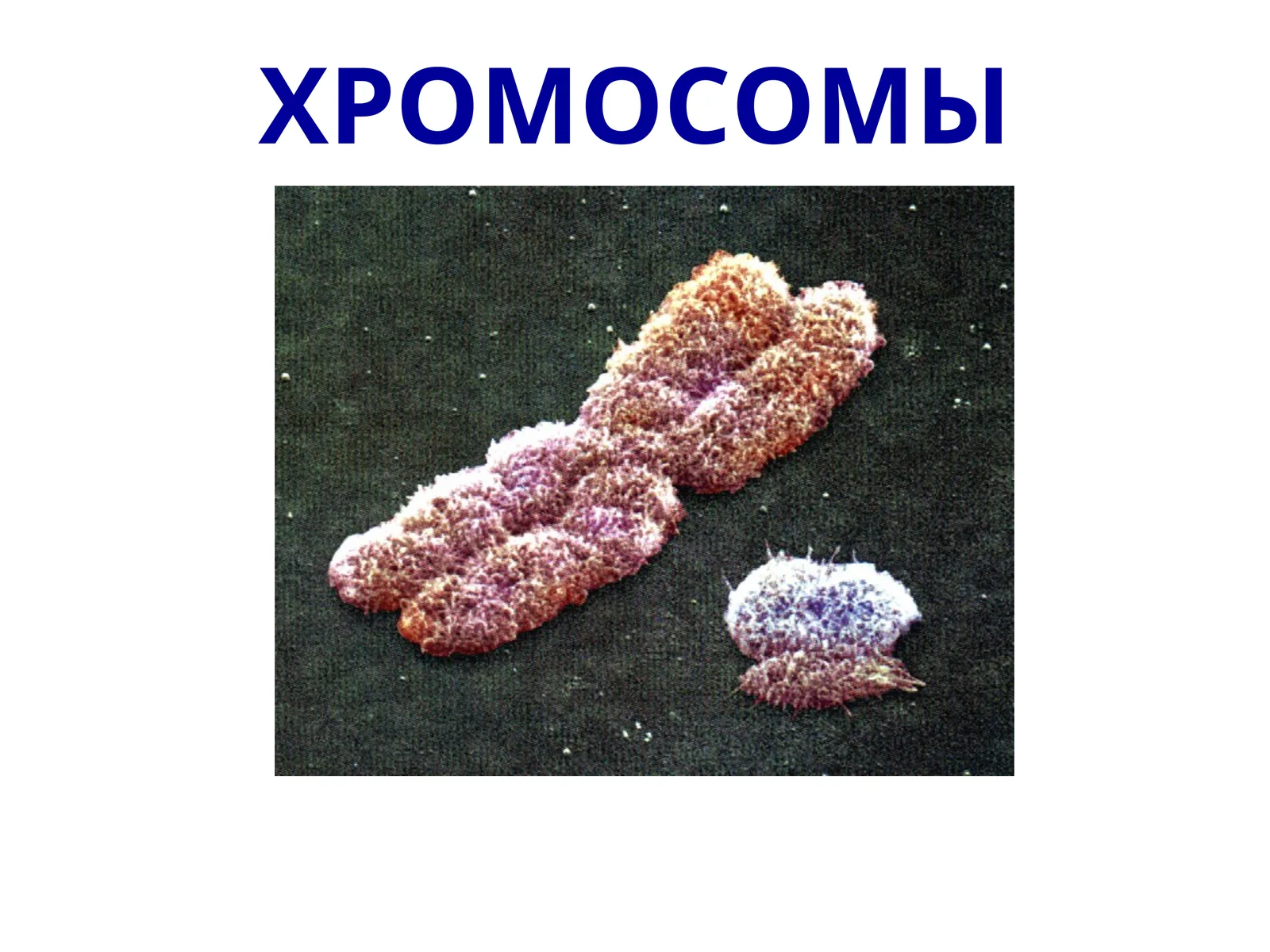 ХРОМОСОМЫ