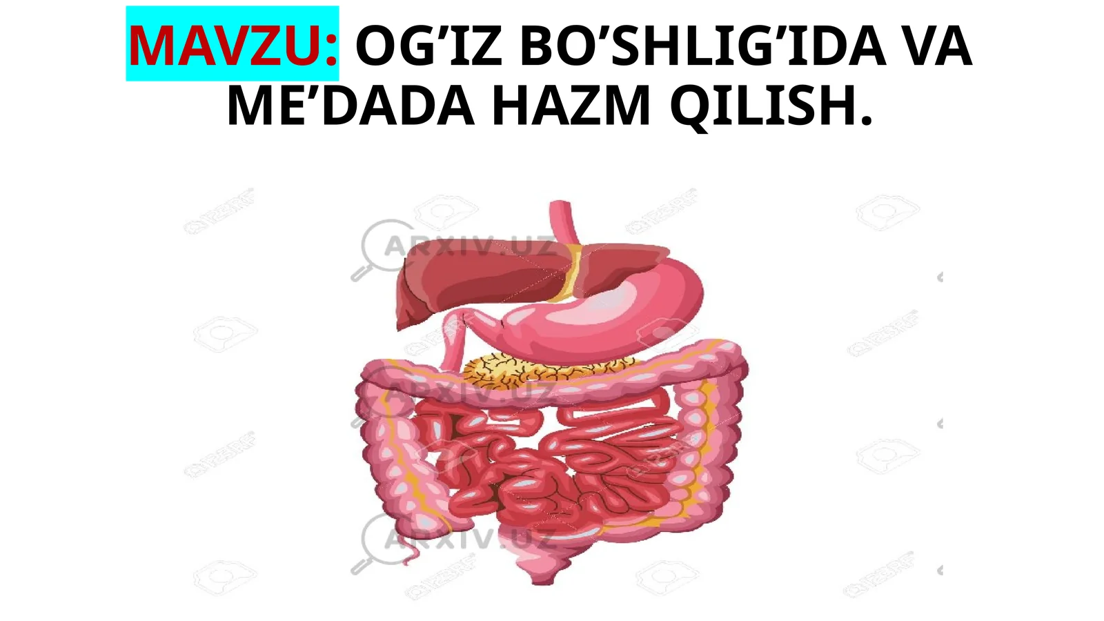 Ogʻiz boʻshligʻida va me’dada hazm qilish