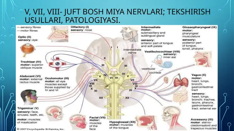 V, VII, VIII- juft Bosh miya nervlari; tekshirish usullari, patologiyasi.