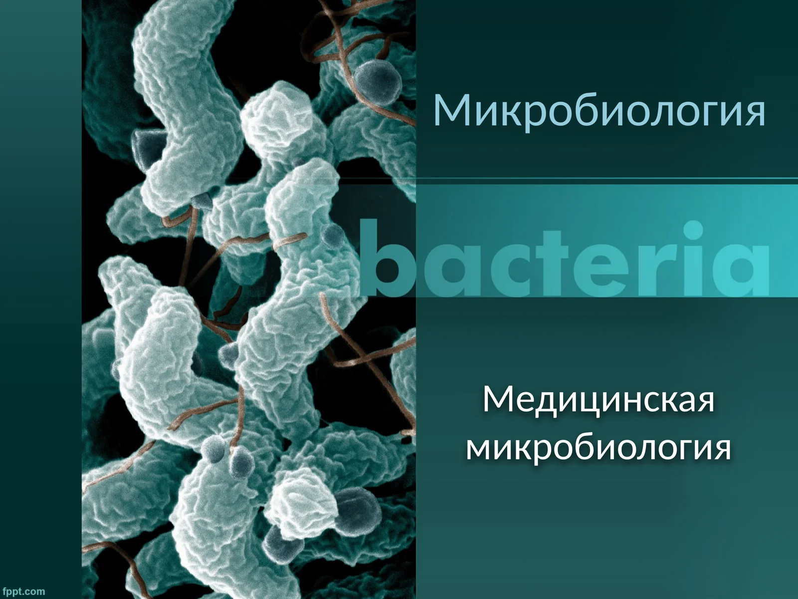 Медицинская микробиология