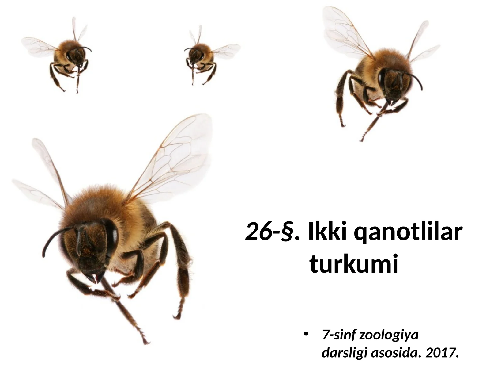7-sinf Zoologiya 'Ikki qanotlilar turkumi' ko'rgazma