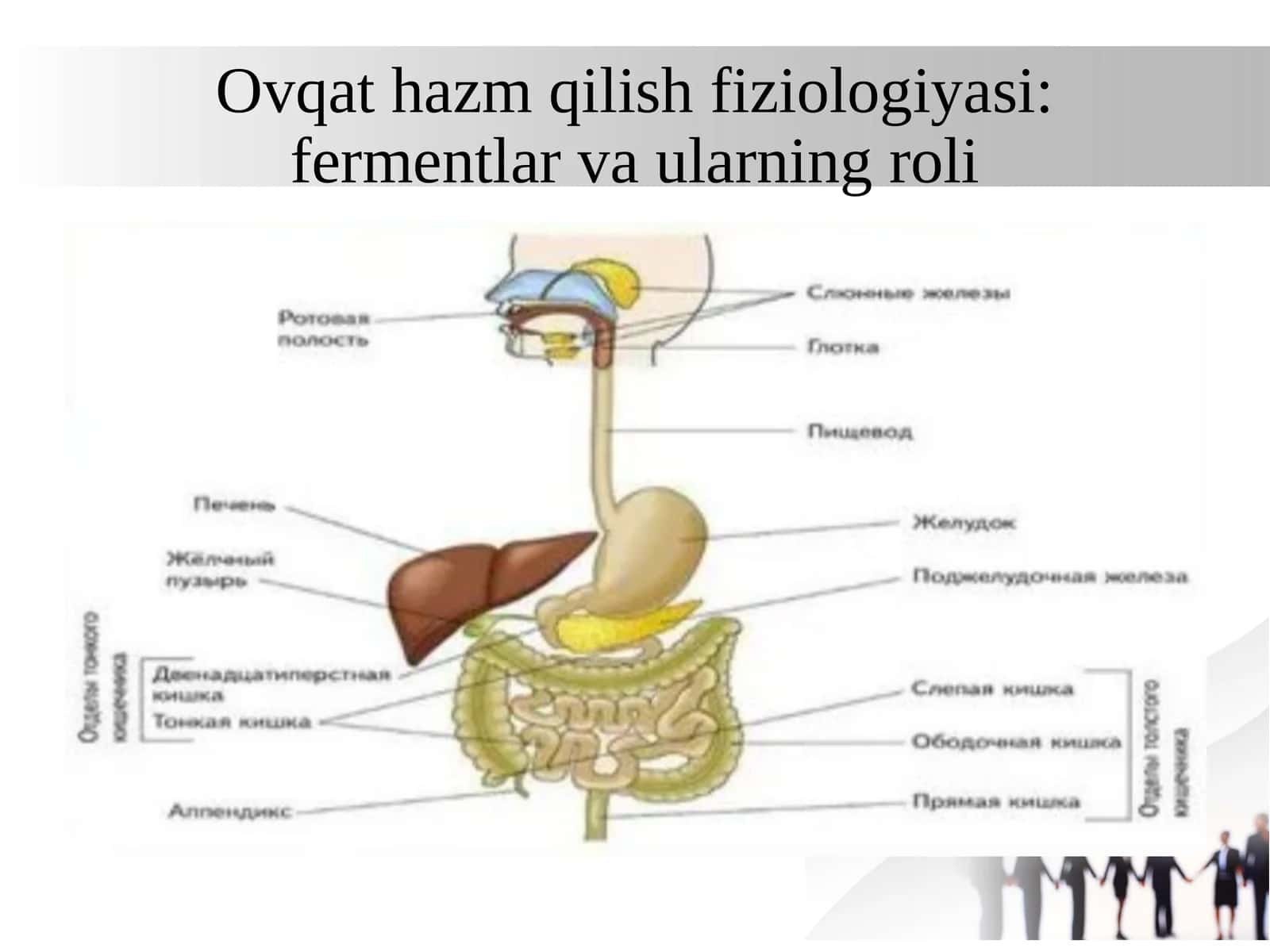 Ovqat hazm fiziologiyasi: fermentlar va ularning roli