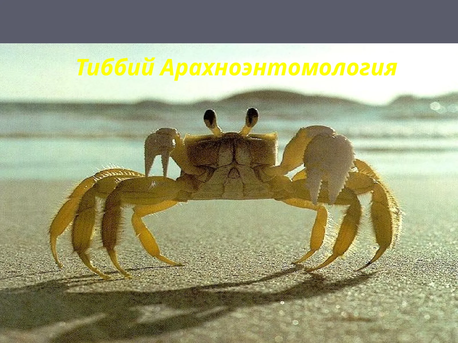 Тиббий Арахноэнтомология