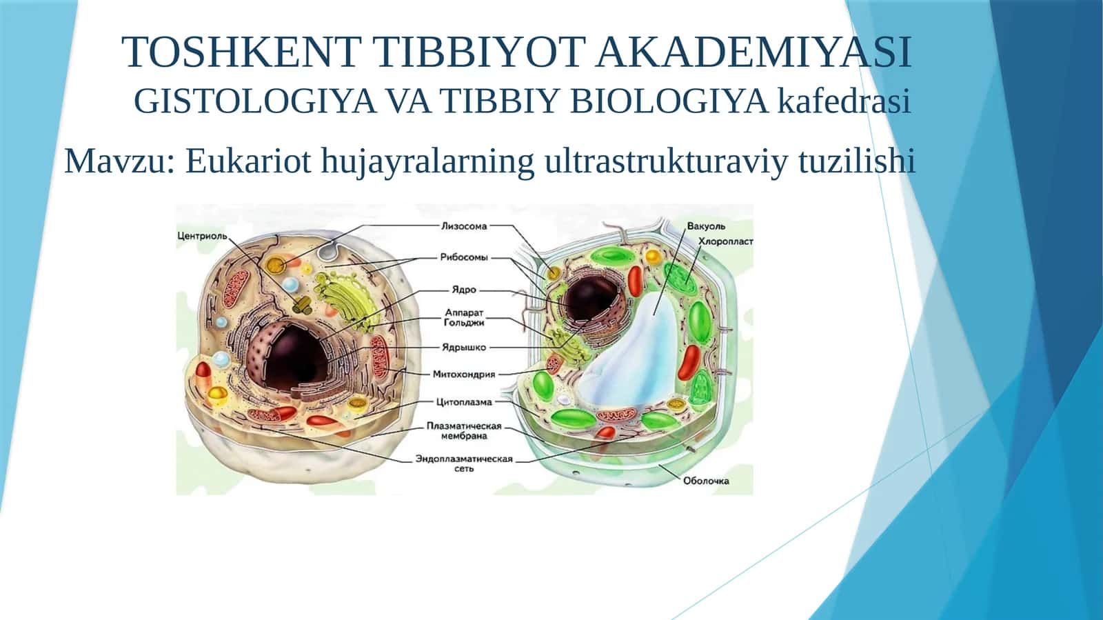 TOSHKENT TIBBIYOT AKADEMIYASIGISTOLOGIYA VA TIBBIY BIOLOGIYAkafedrasi
