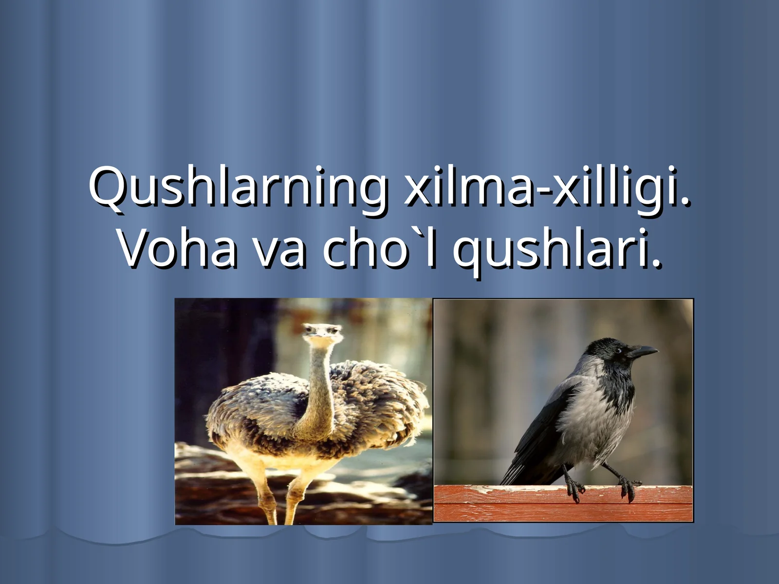 Qushlarning xilma-xilligi. Voha va cho`l qushlari