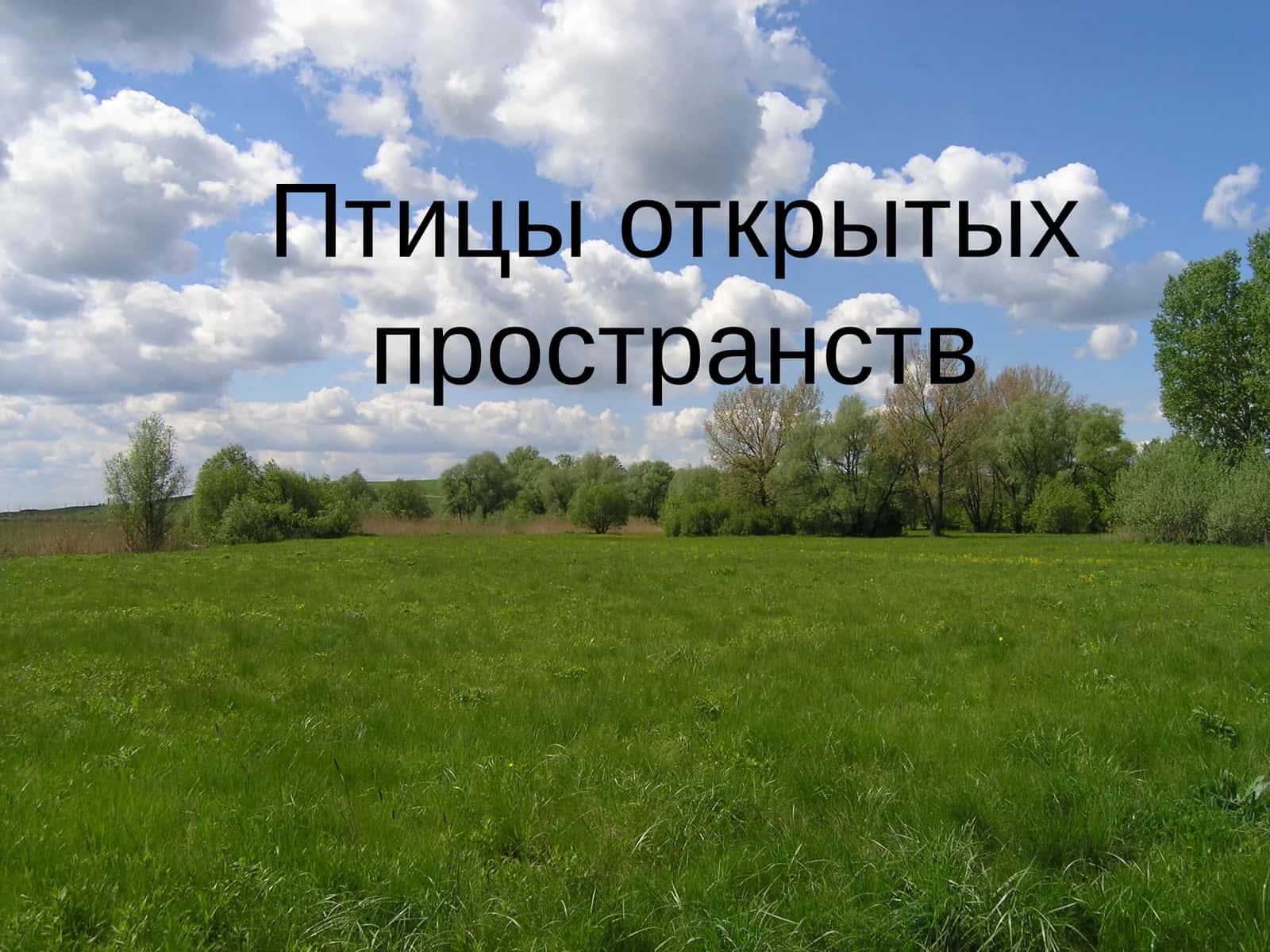 Лунь полевой