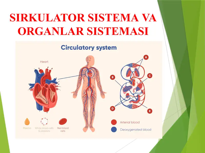 SIRKULATOR SISTEMA VA ORGANLAR SISTEMASI