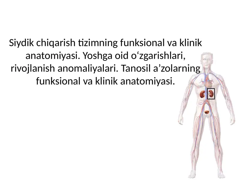 Siydik chiqarish tizimning funksional va klinik anatomiyasi. Yoshga oid o‘zgarishlari, rivojlanish anomaliyalari. Tanosil a’zolarning funksional va klinik anatomiyasi.