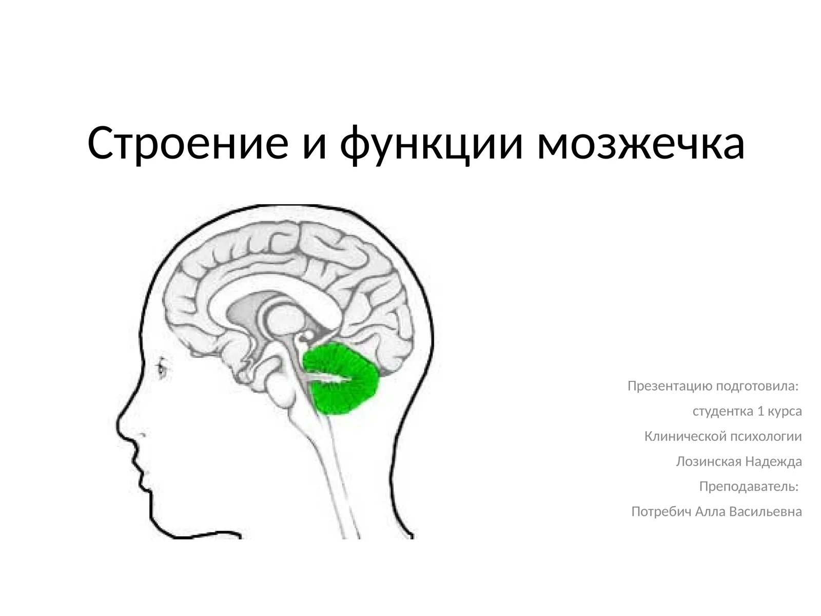 Мозжечок