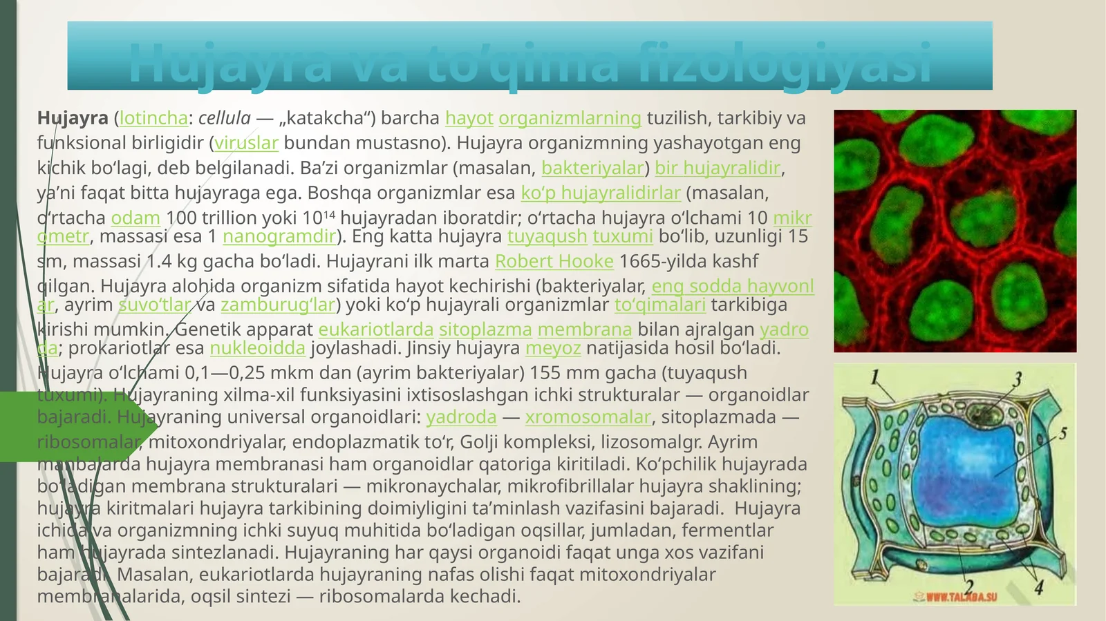Hujayra va to’qima fizologiyasi