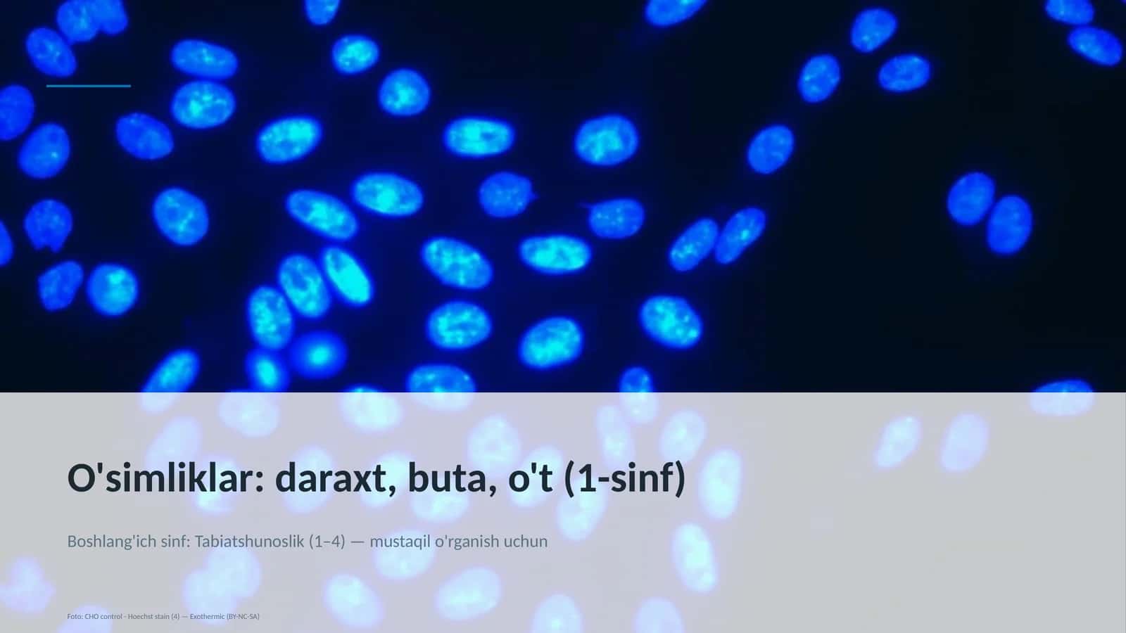 O'simliklar: daraxt, buta, o't (1-sinf)