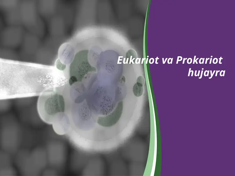 Eukariot va Prokariot hujayra